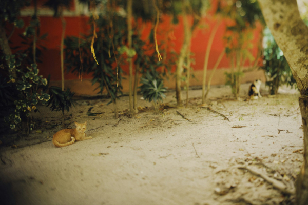 A cat laying on the ground next to a tree