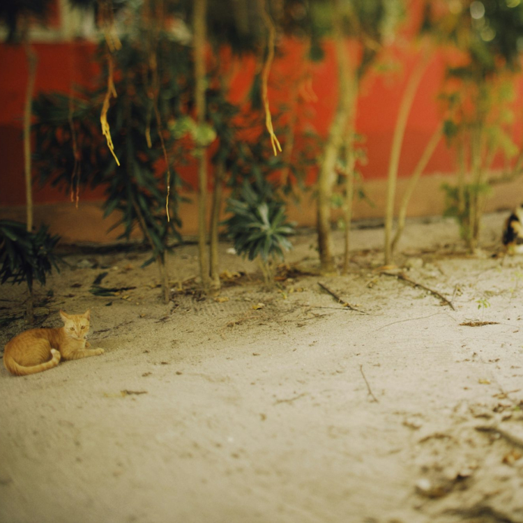 A cat laying on the ground next to a tree
