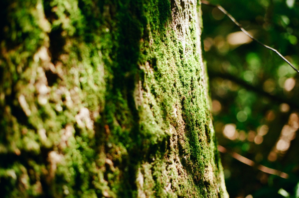 A close up of a mossy tree trunk