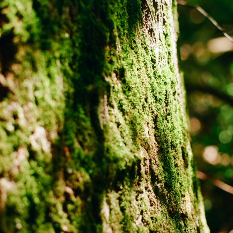 A close up of a mossy tree trunk