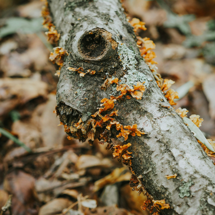 A close up of a tree branch with leaves on it