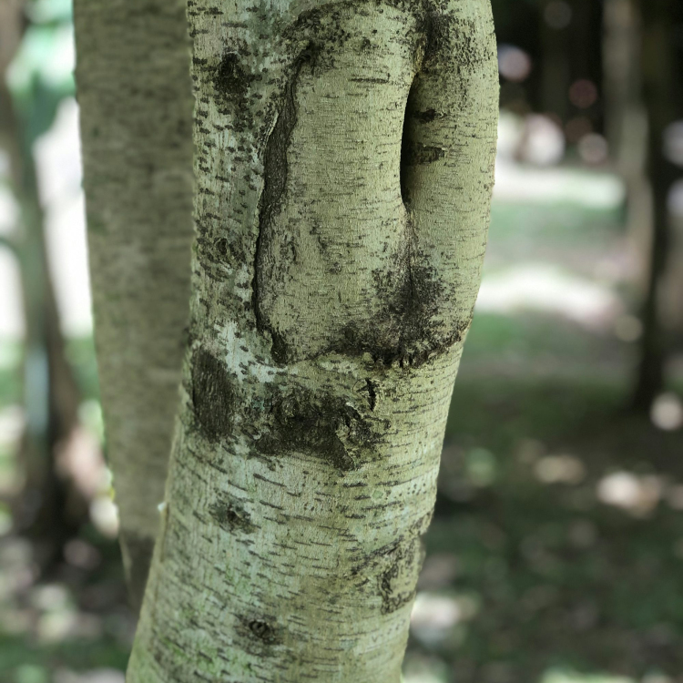 A close up of a tree trunk with a face drawn on it