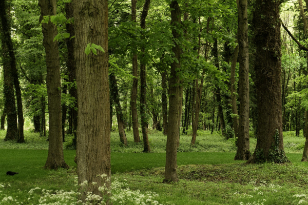 A forest filled with lots of trees and grass