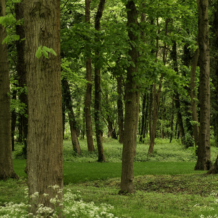 A forest filled with lots of trees and grass