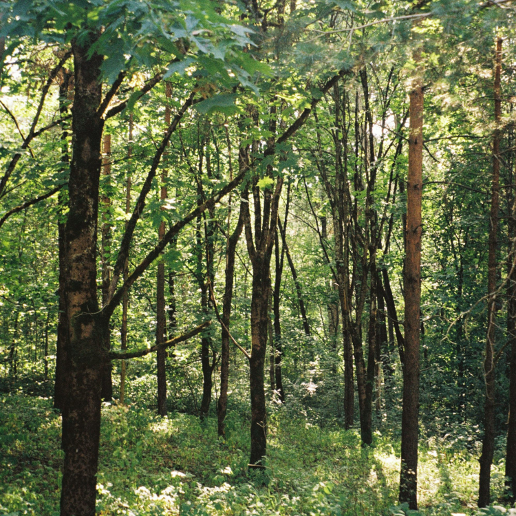 A forest of trees