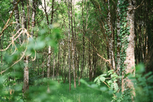 A green forest scene with many trees