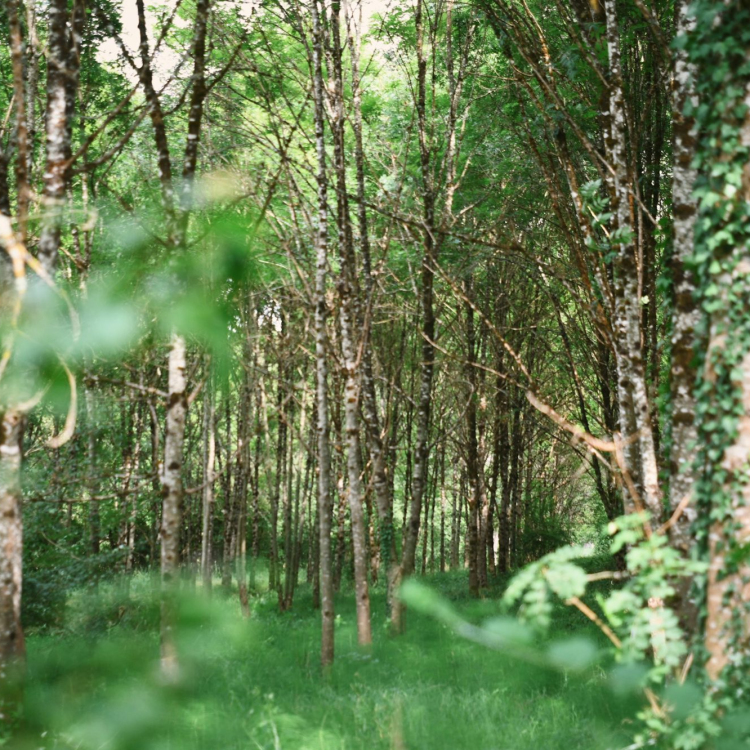A green forest scene with many trees