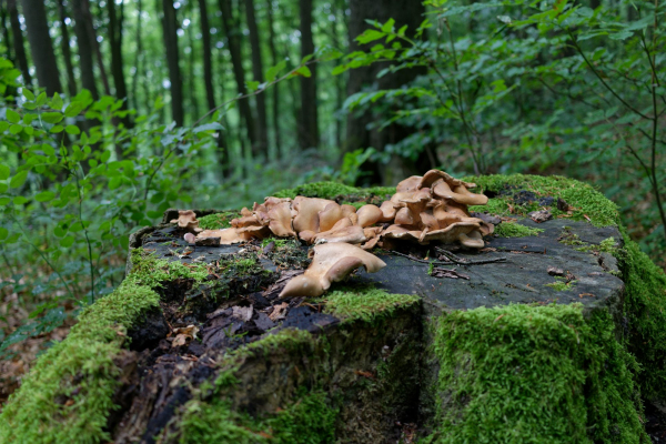 A group of mushrooms sitting on top of a tree stump