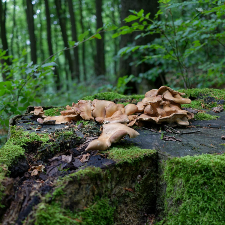 A group of mushrooms sitting on top of a tree stump