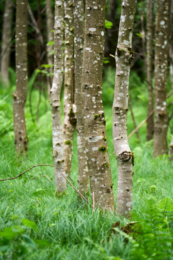 A group of trees that are standing in the grass