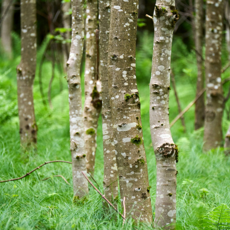 A group of trees that are standing in the grass