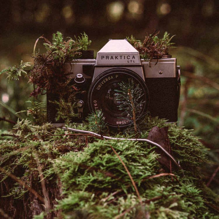 A toy tractor in a bush