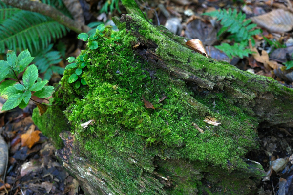 A tree stump covered in green moss in a forest