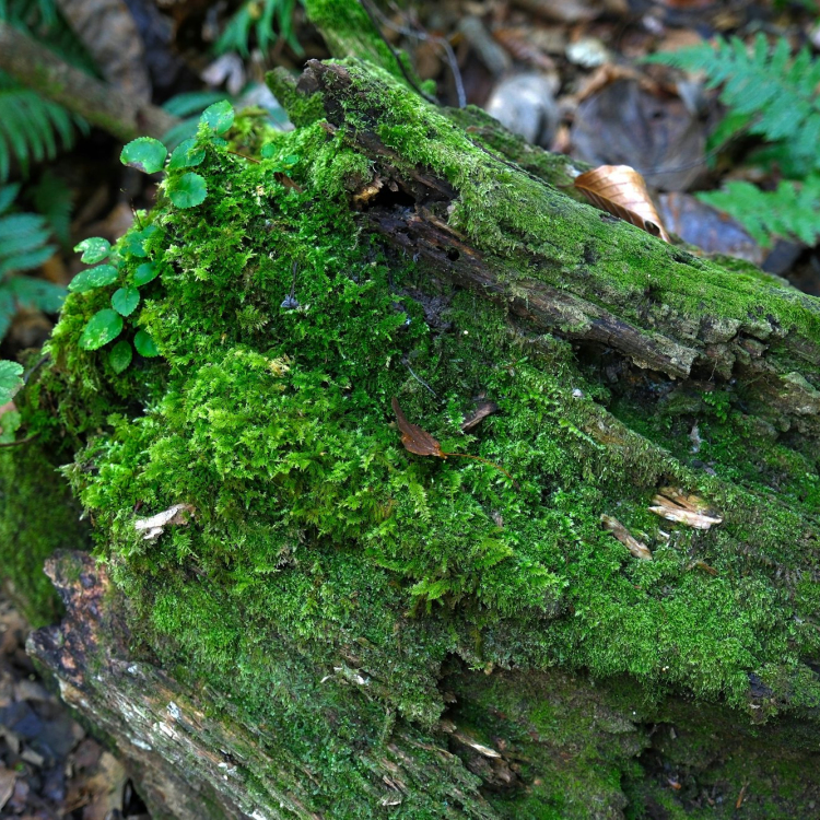 A tree stump covered in green moss in a forest