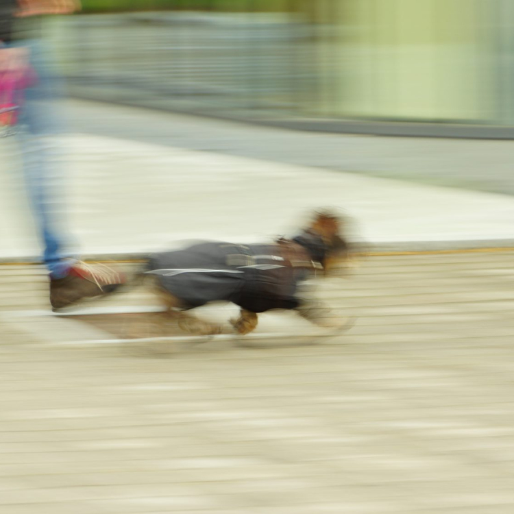 Black and brown short coated dog running on brown field during daytime