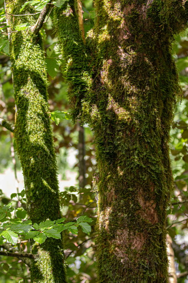 Green-leafed tree