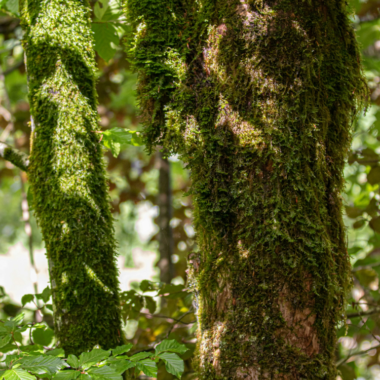 Green-leafed tree