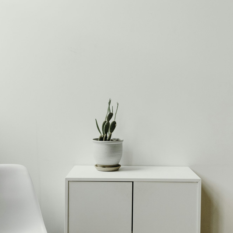 Green plant on white cabinet
