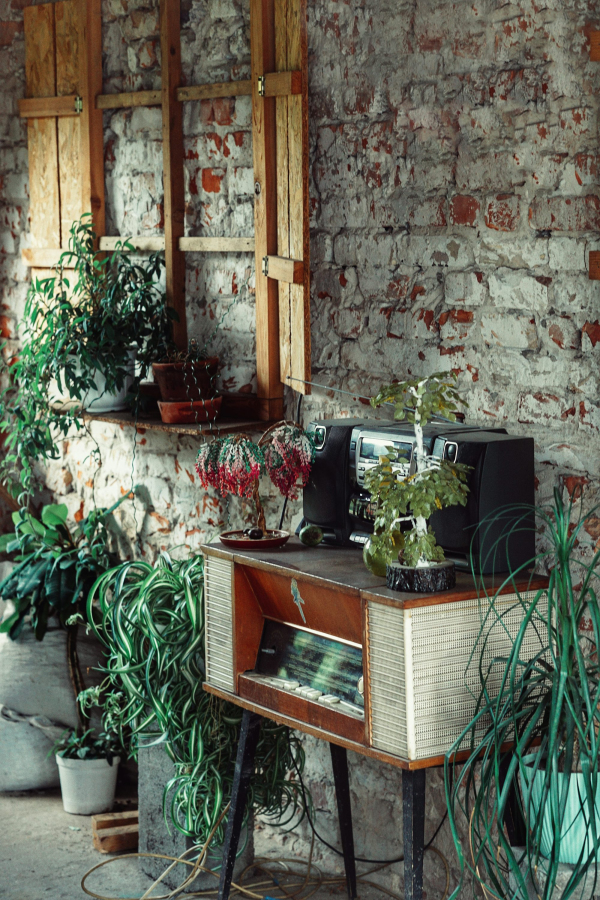 Green potted plant on brown wooden table