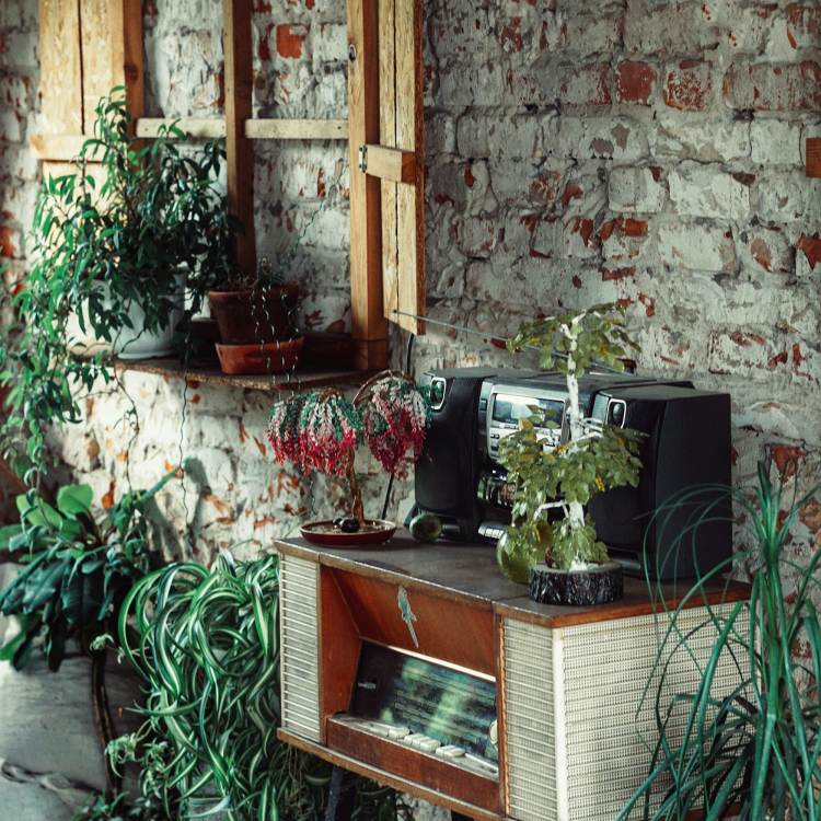 Green potted plant on brown wooden table