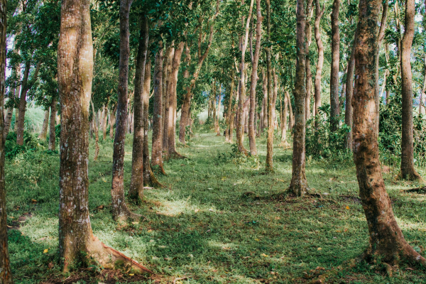 Green trees