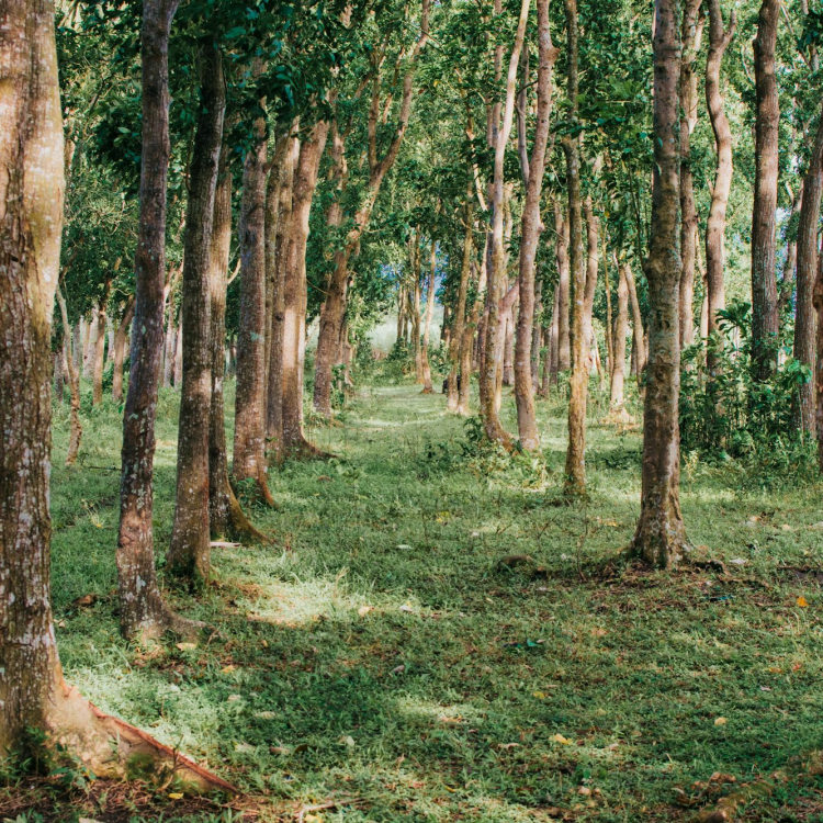 Green trees