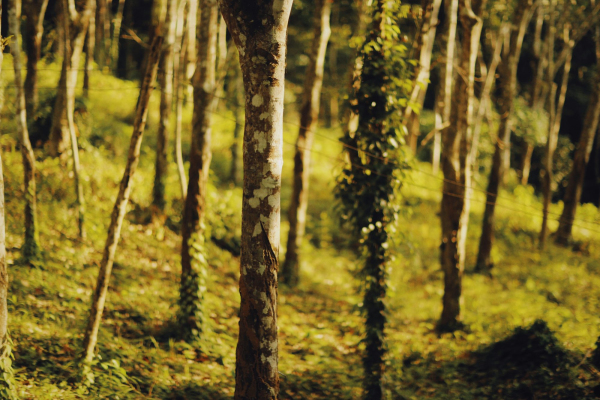 Green trees in forest during daytime