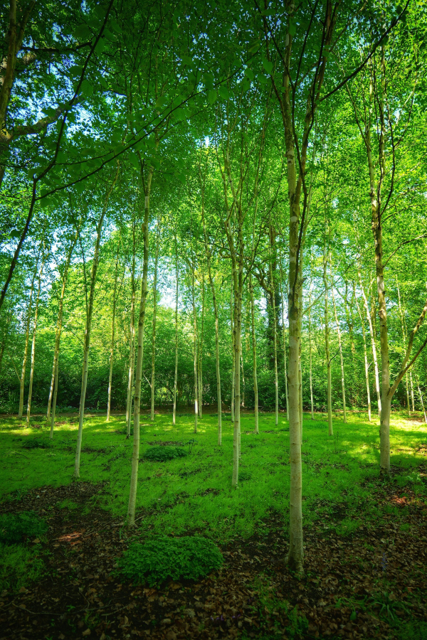 Lush green forest with tall slender trees