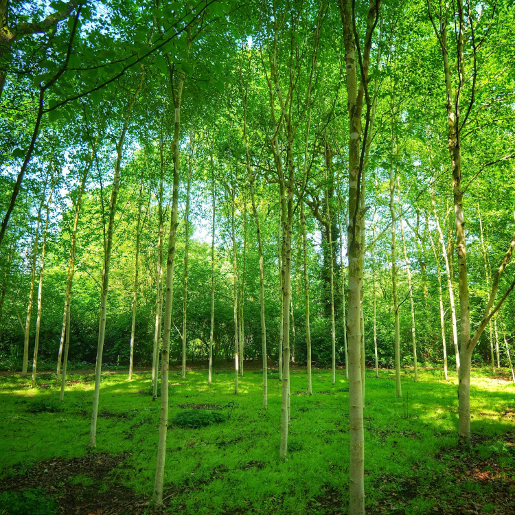Lush green forest with tall slender trees